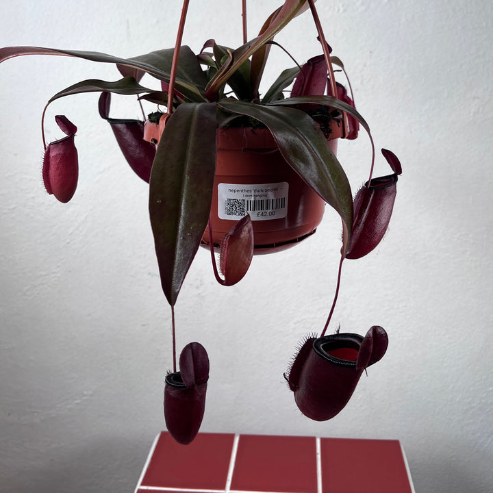 Nepenthes 'Dark Secret' – Tropical Pitcher Plant