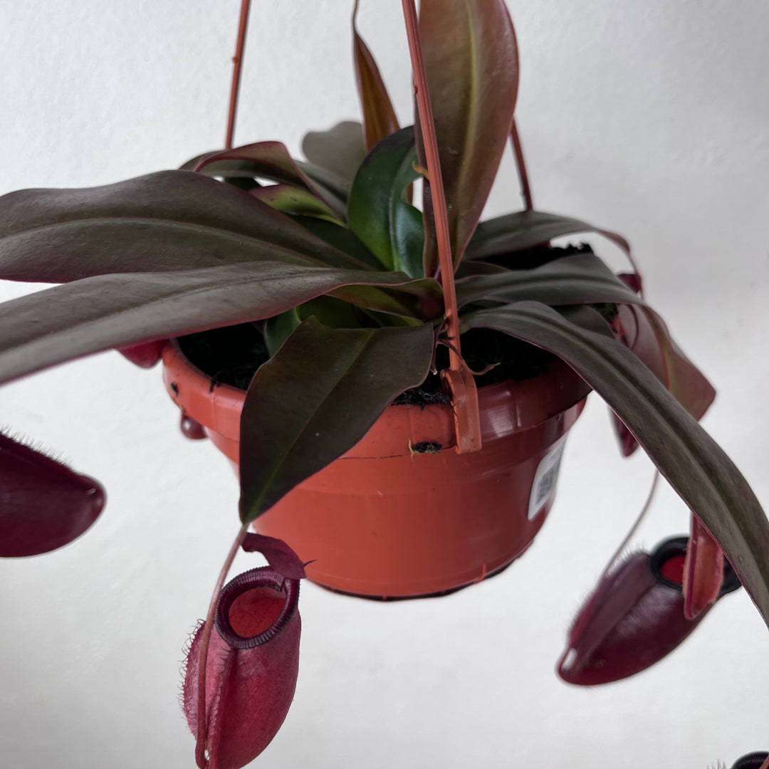 Nepenthes 'Dark Secret' – Tropical Pitcher Plant