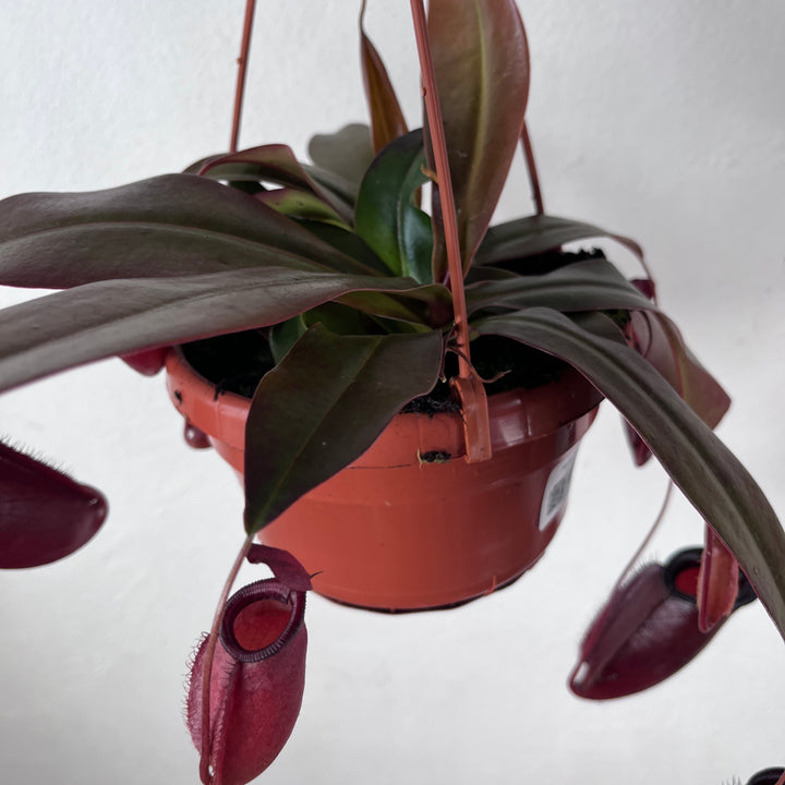 Nepenthes 'Dark Secret' – Tropical Pitcher Plant