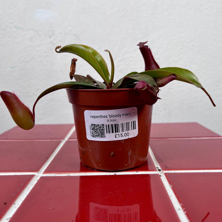 Nepenthes 'Bloody Mary' – Tropical Pitcher Plant