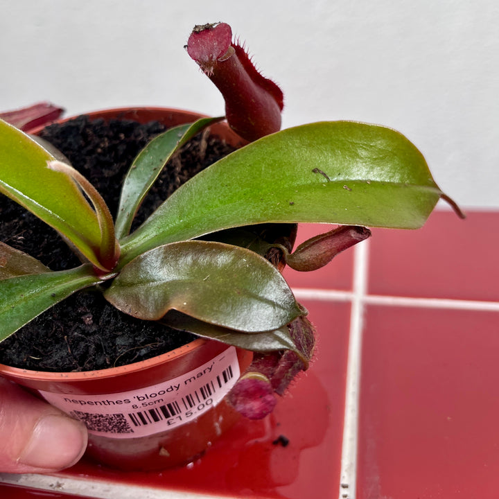 Nepenthes 'Bloody Mary' – Tropical Pitcher Plant