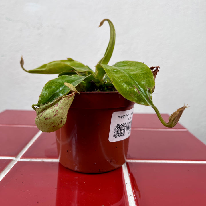 Nepenthes × hookeriana – Pitcher Plant