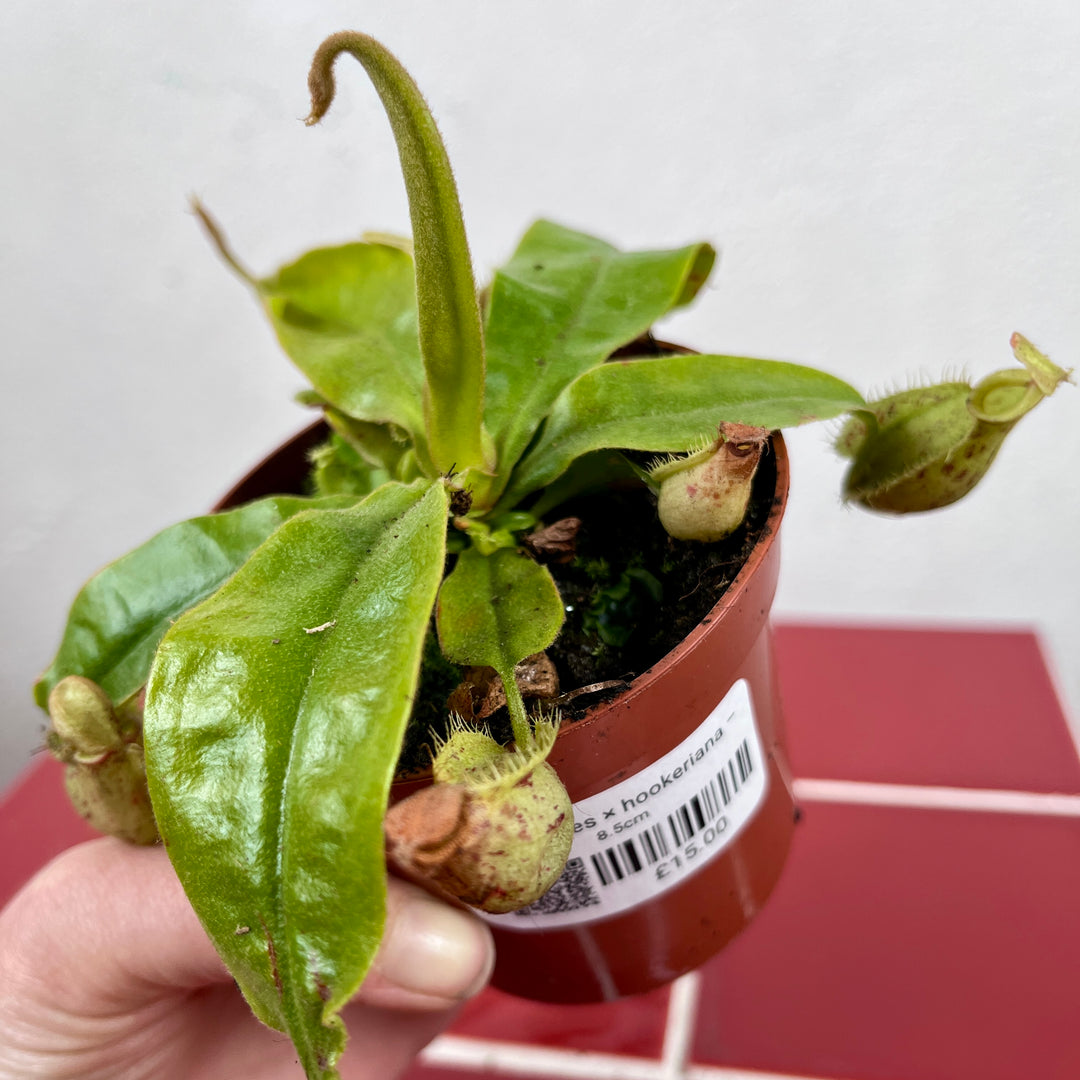 Nepenthes × hookeriana – Pitcher Plant