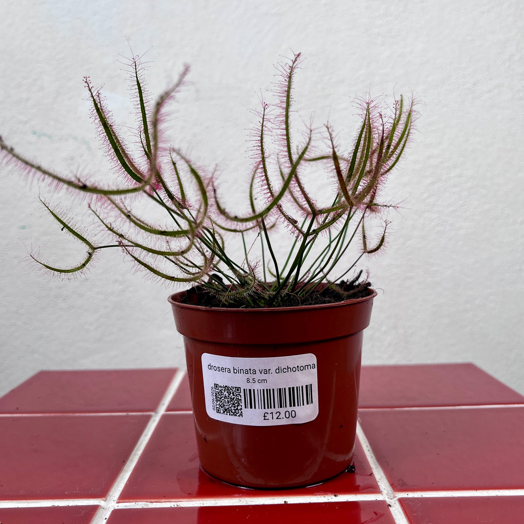 Drosera binata var. dichotoma – Forked Sundew