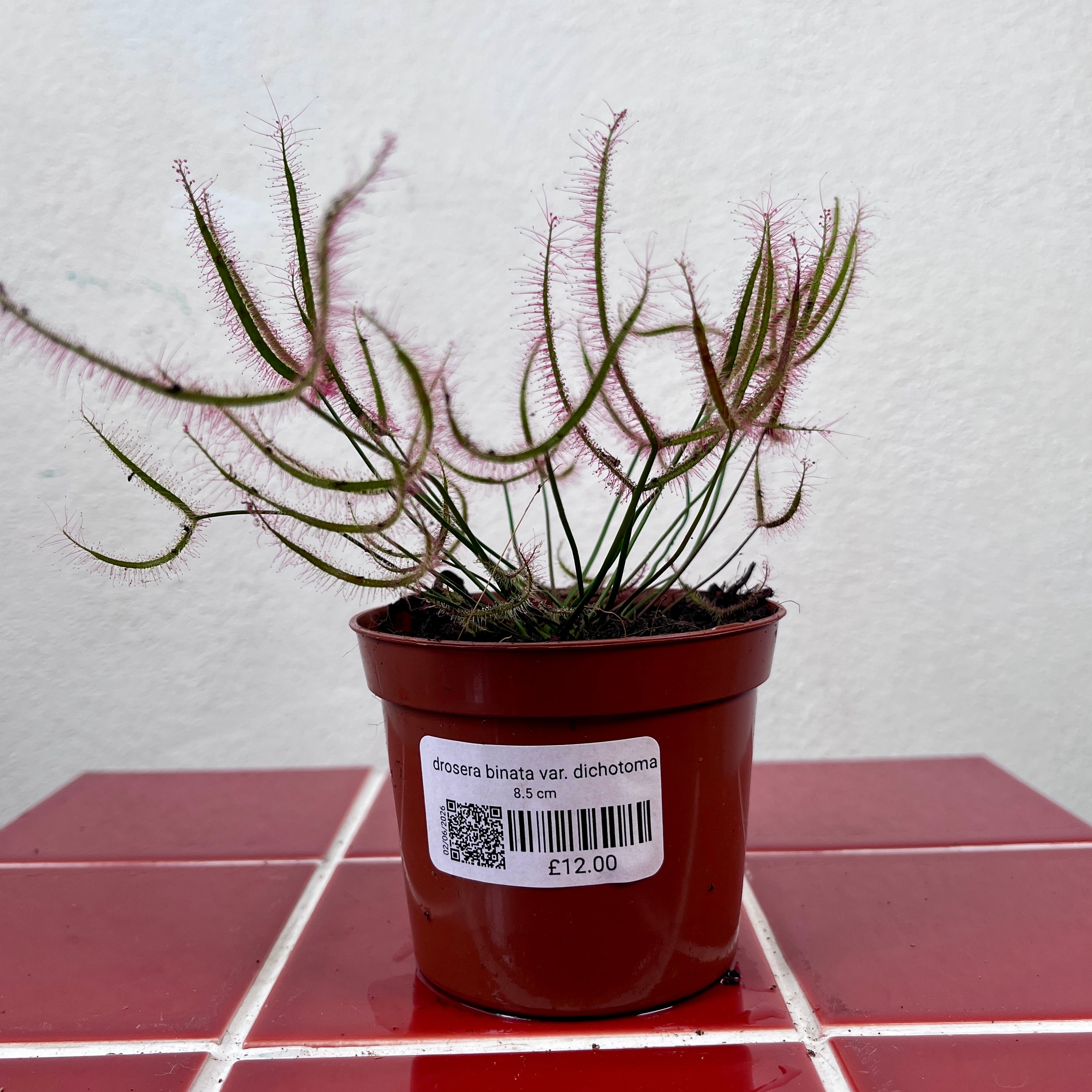 Houseplants
