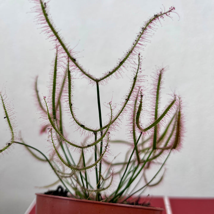 Drosera binata var. dichotoma – Forked Sundew