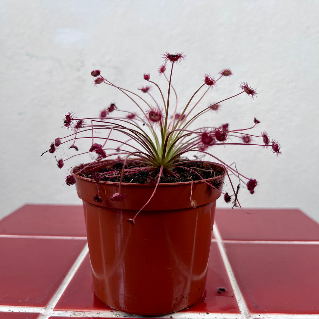 Drosera paradoxa – Tropical Sundew