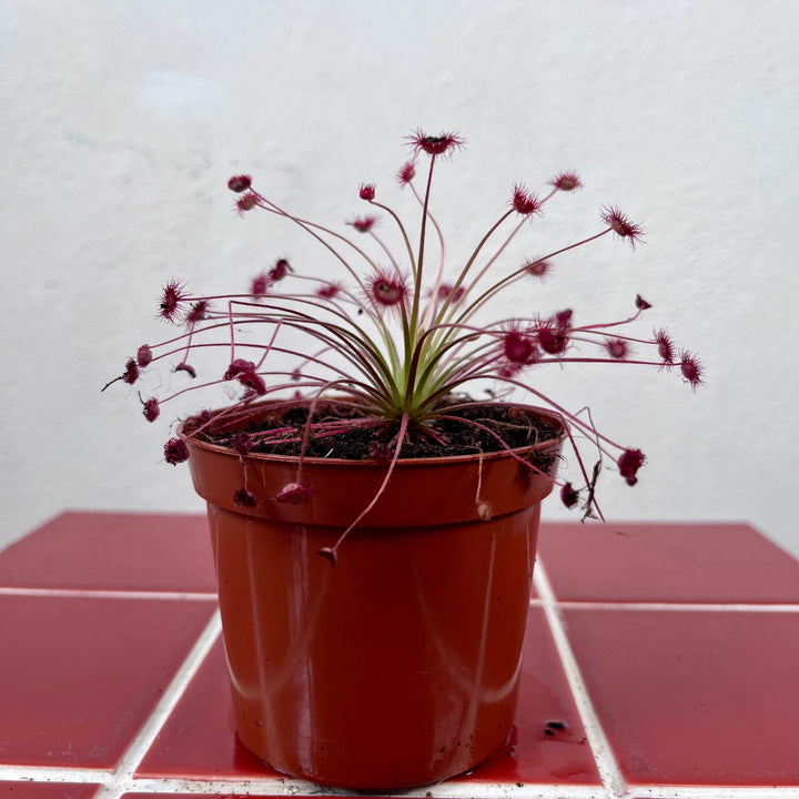 Drosera paradoxa – Tropical Sundew