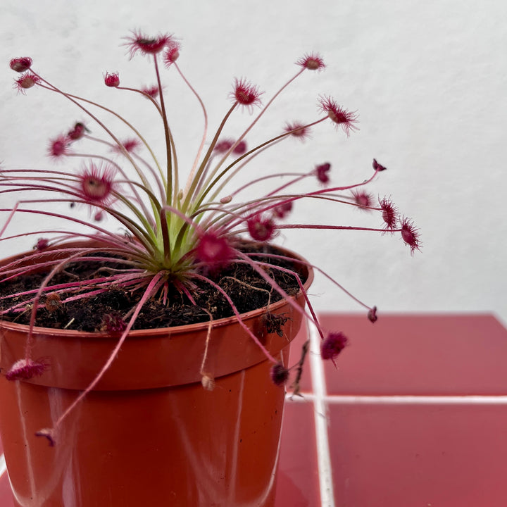 Drosera paradoxa – Tropical Sundew