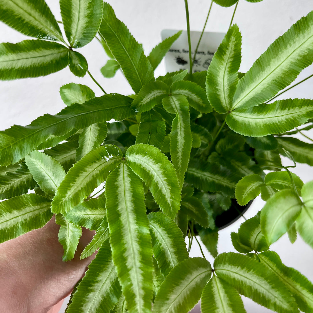 Pteris cretica 'Albolineata' -Ribbon Fern - Pteris cretica 'Albolineata'