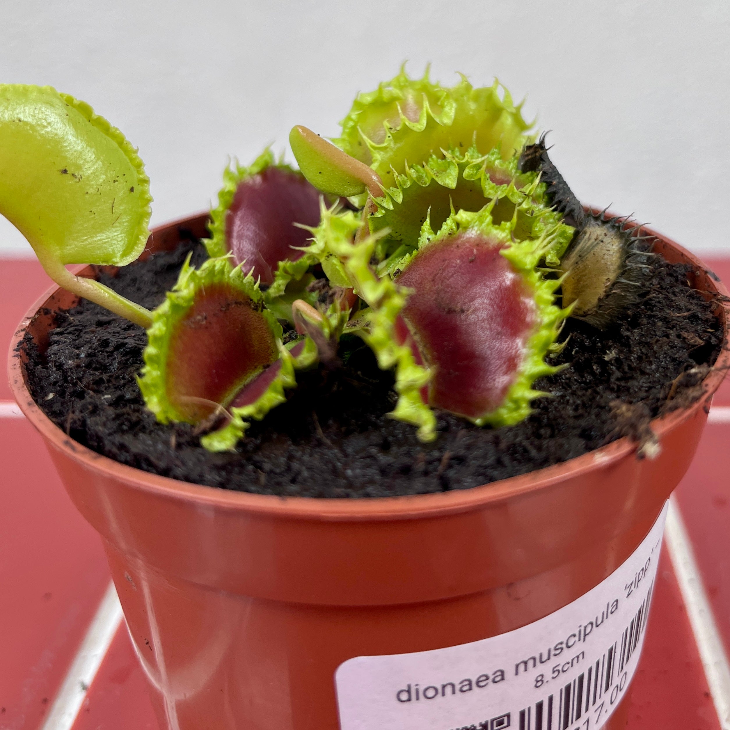 Venus Flytrap 'Zipp' – Fast-Snapping Carnivorous Plant | Dionaea