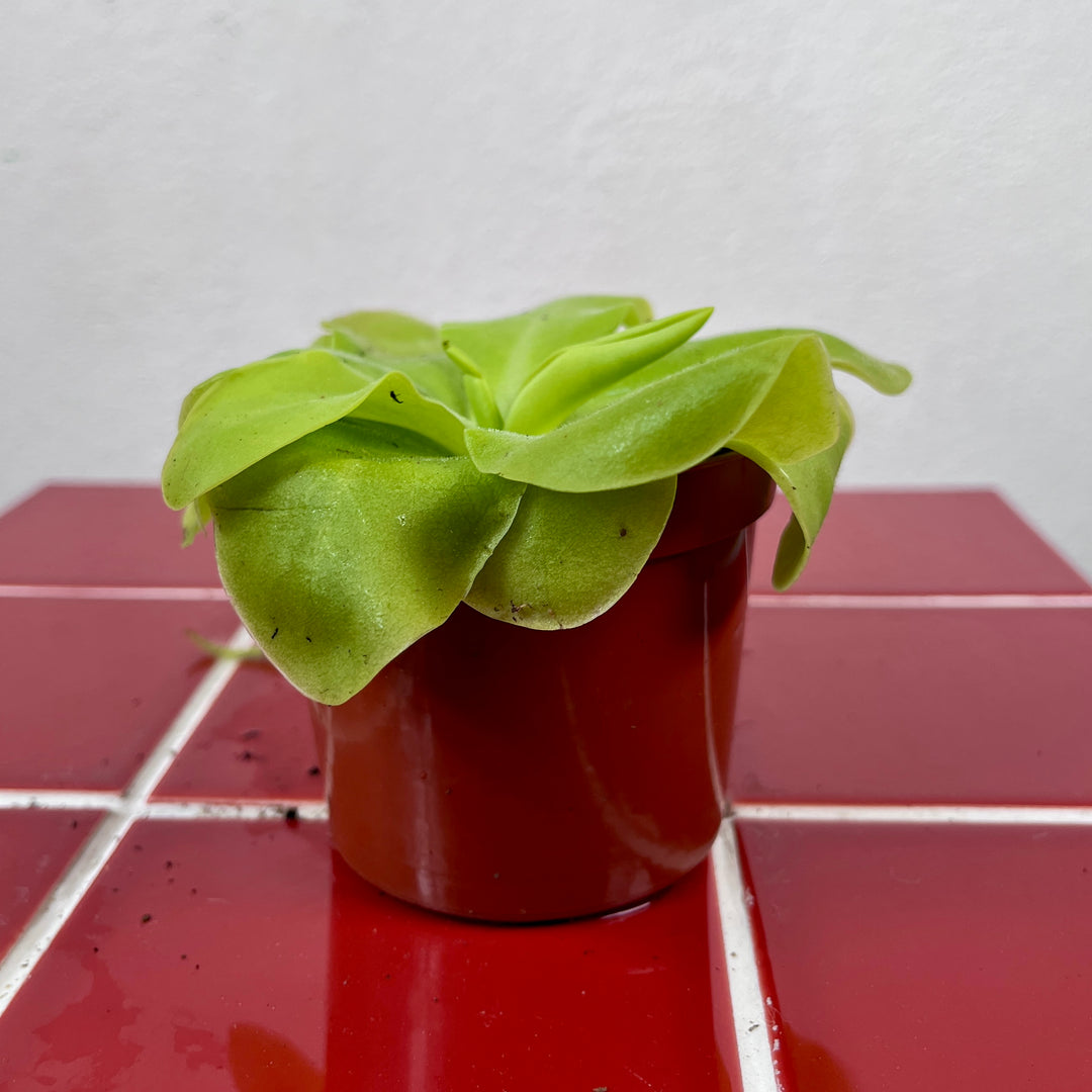 Pinguicula ‘Tina’, – Mexican Butterwort