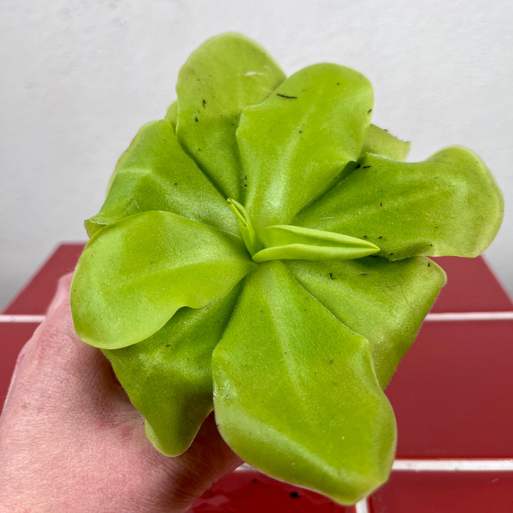 Pinguicula ‘Tina’, – Mexican Butterwort