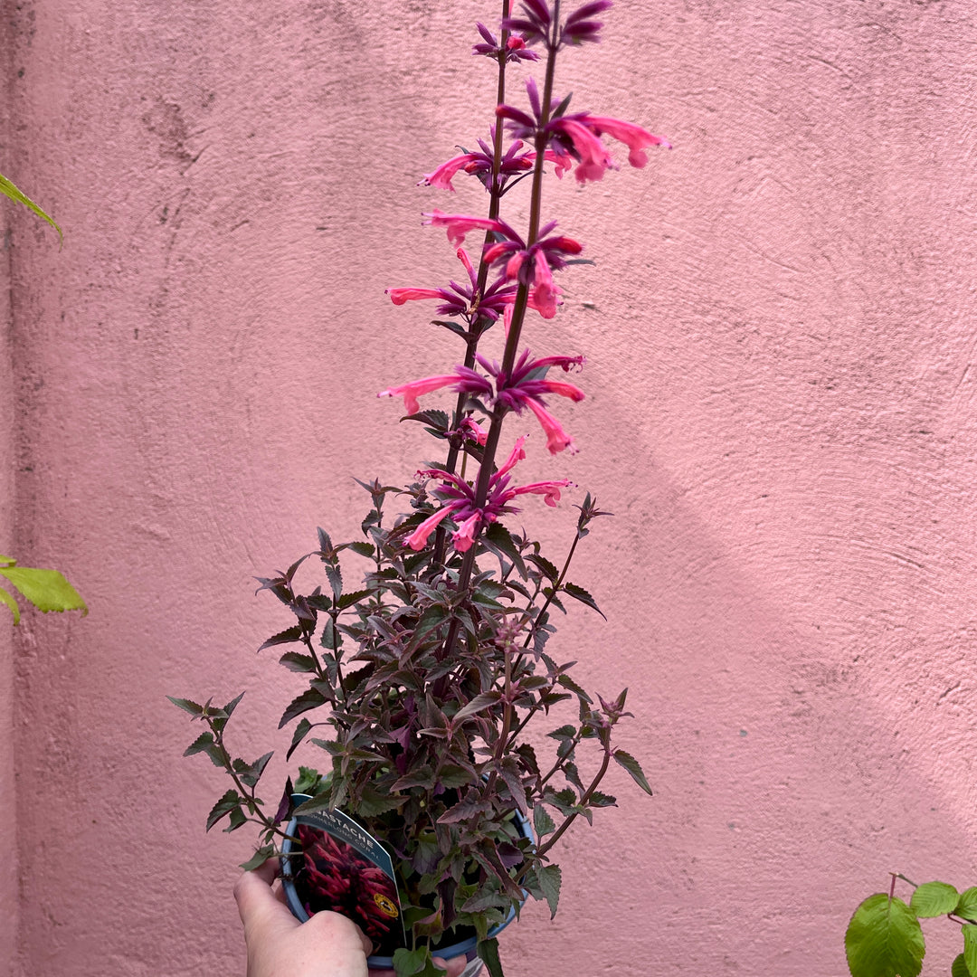Agastache 'Coral' - Hummingbird Mint UK Grown