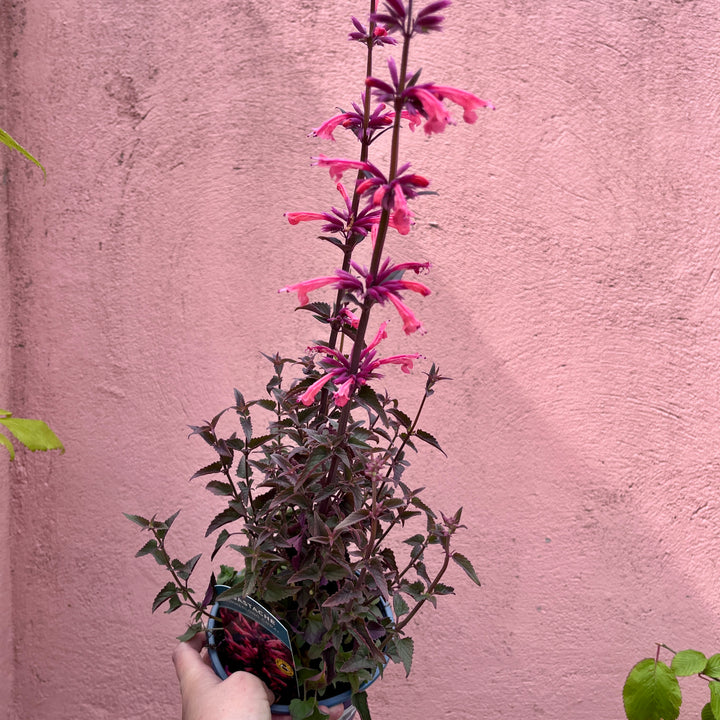 Agastache 'Coral' - Hummingbird Mint UK Grown