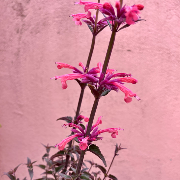 Agastache 'Coral' - Hummingbird Mint UK Grown