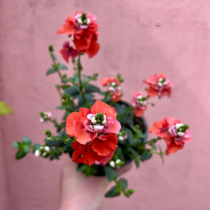 Diascia 'Flying Colours Upright Orange' - Twinspur