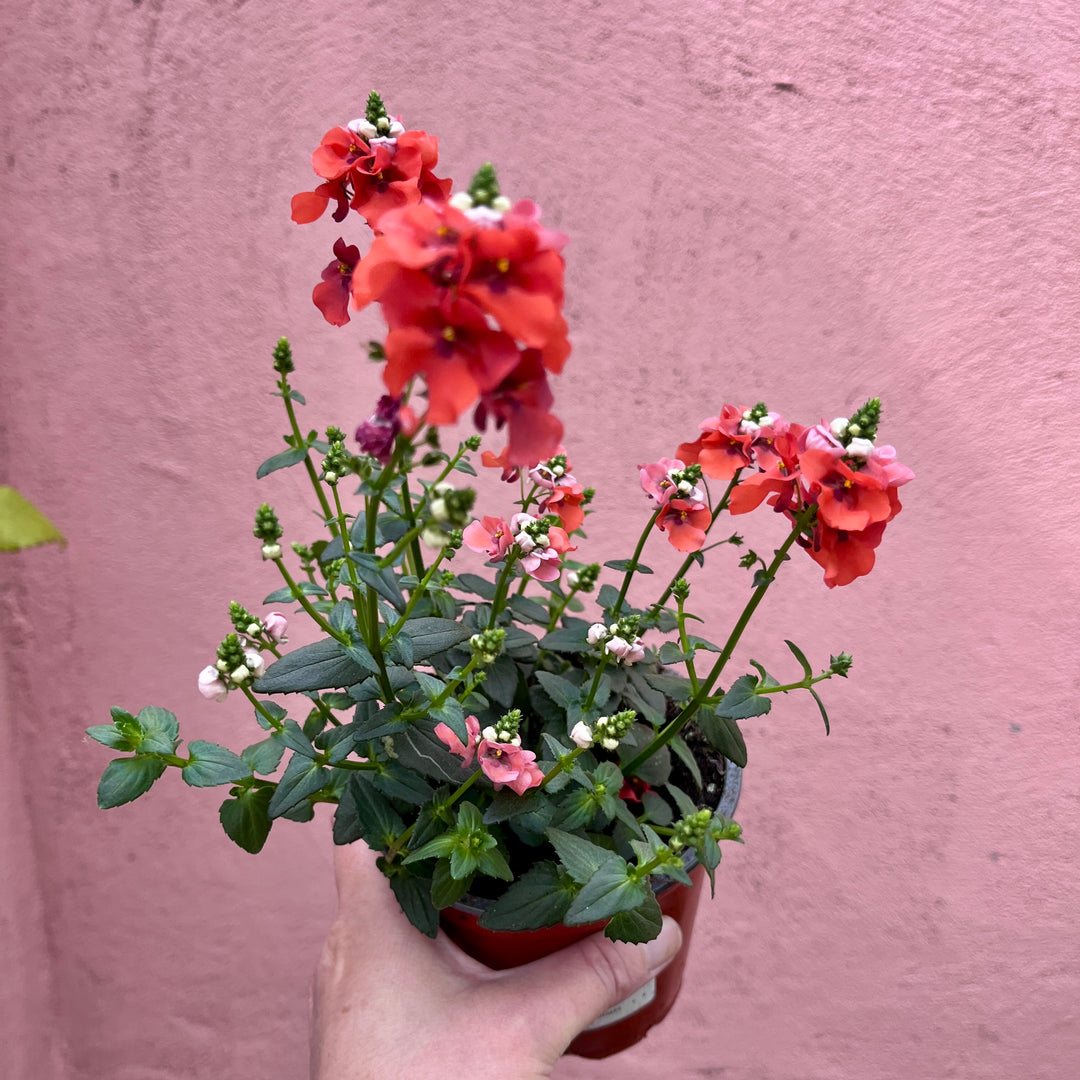 Diascia 'Flying Colours Upright Orange' - Twinspur