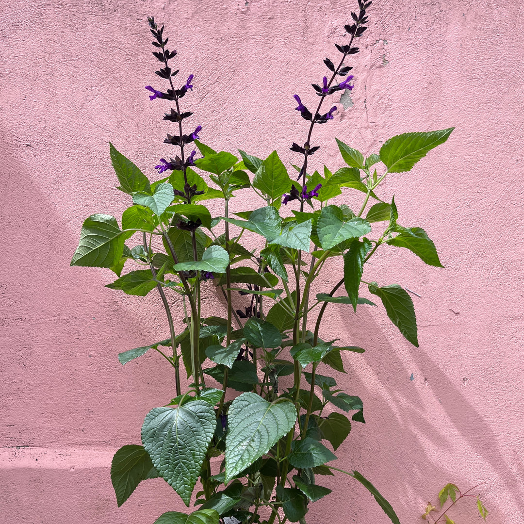 Salvia 'Purple Bloom' - Hardy Ornamental Sage Plant