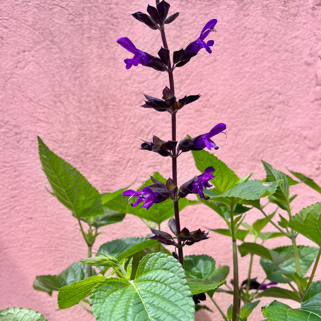 Salvia 'Purple Bloom' - Hardy Ornamental Sage Plant