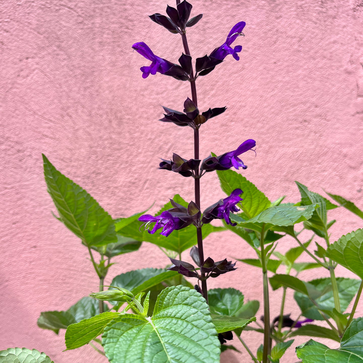 Salvia 'Purple Bloom' - Hardy Ornamental Sage Plant