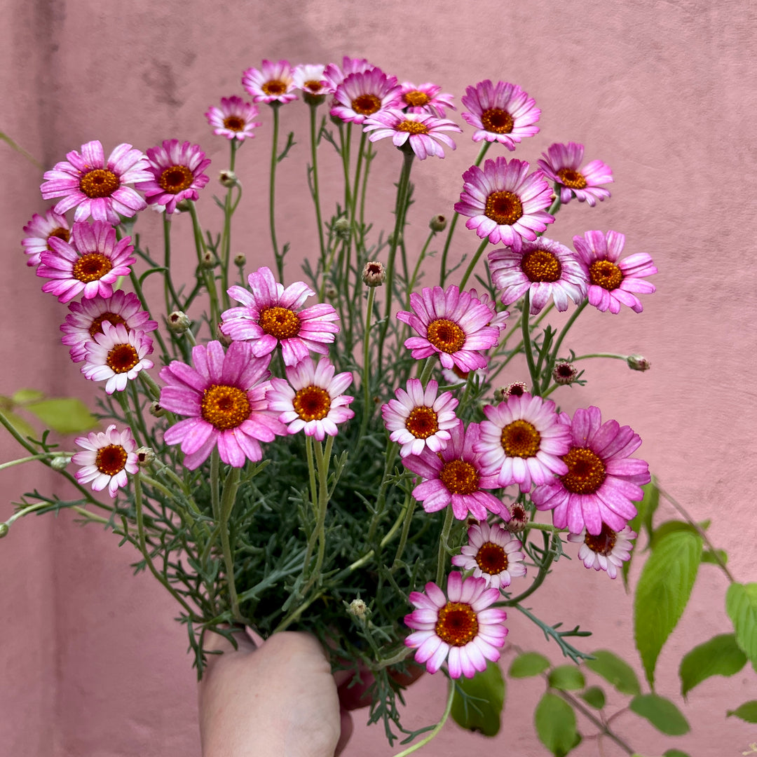 Rhodanthemum ‘Zagora Pink’ – Moroccan daisy -  Atlas daisy