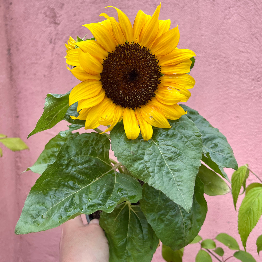 Helianthus ‘Sunsation Flame’– Dwarf Sunflower