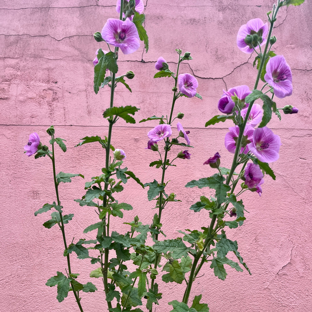 Anisodontea 'Cap Pink Pearl'- Cape Mallow