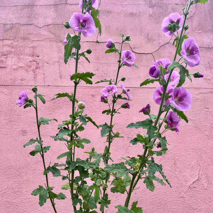 Anisodontea 'Cap Pink Pearl'- Cape Mallow