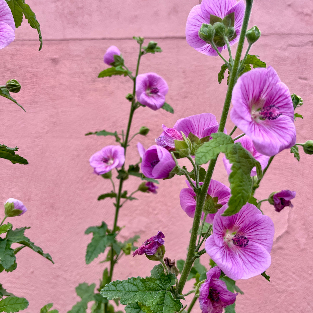 Anisodontea 'Cap Pink Pearl'- Cape Mallow
