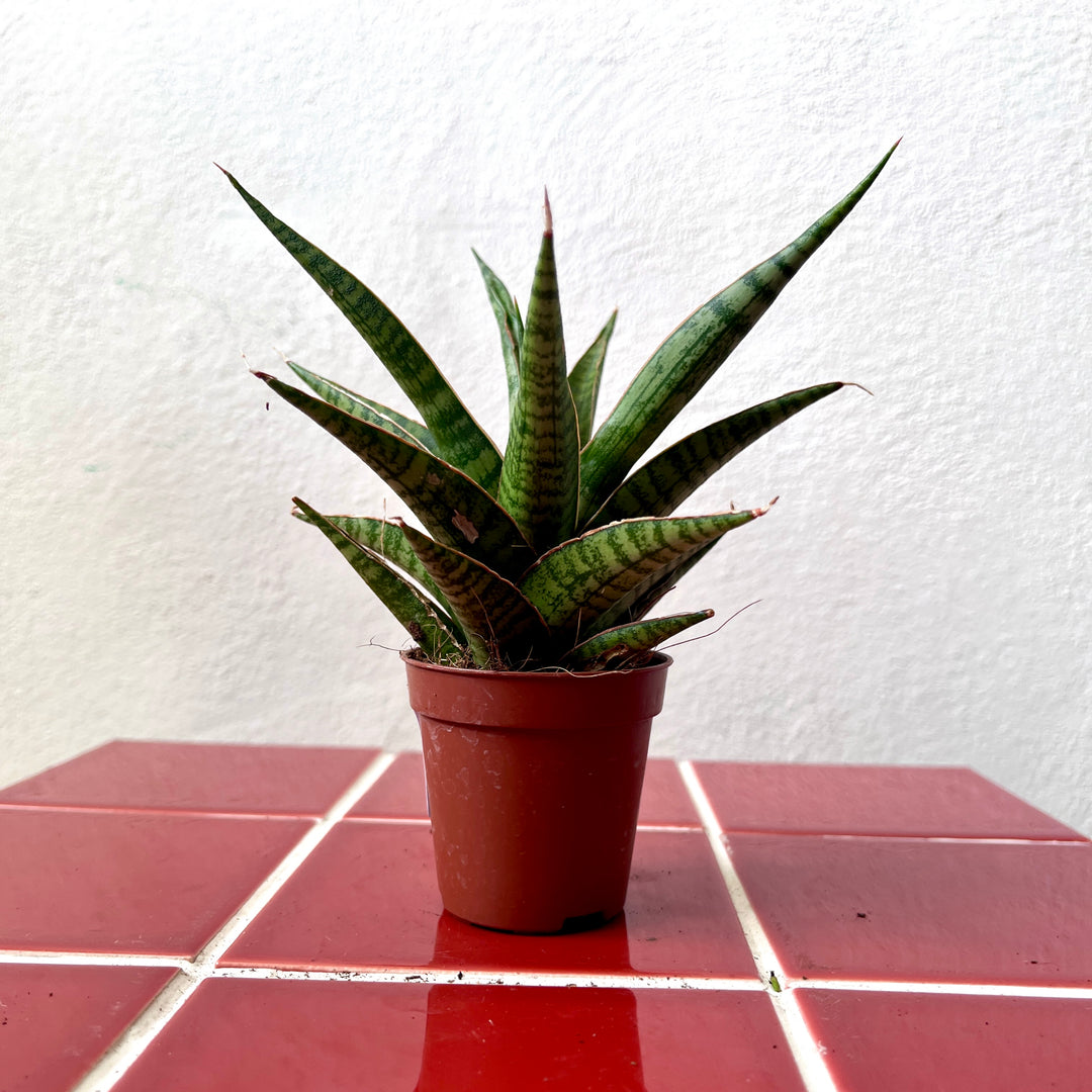 Sansevieria Minis