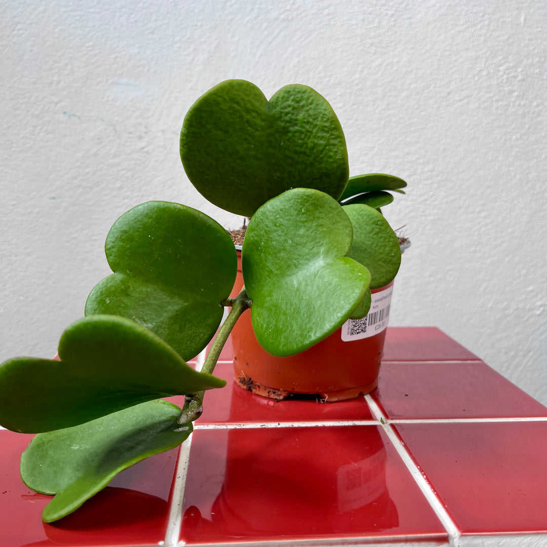 Hoya Kerrii  – Sweetheart Plant