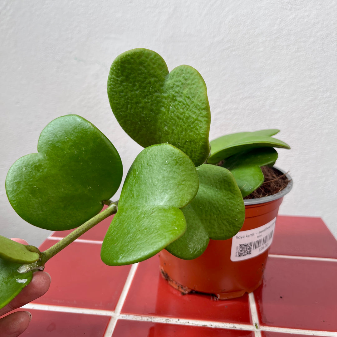 Hoya Kerrii  – Sweetheart Plant