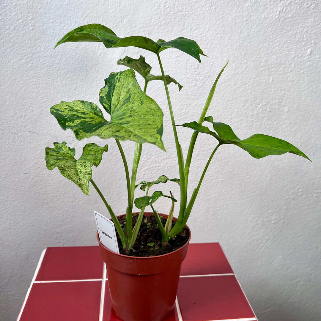 Syngonium Mojito - Syngonium Mottled