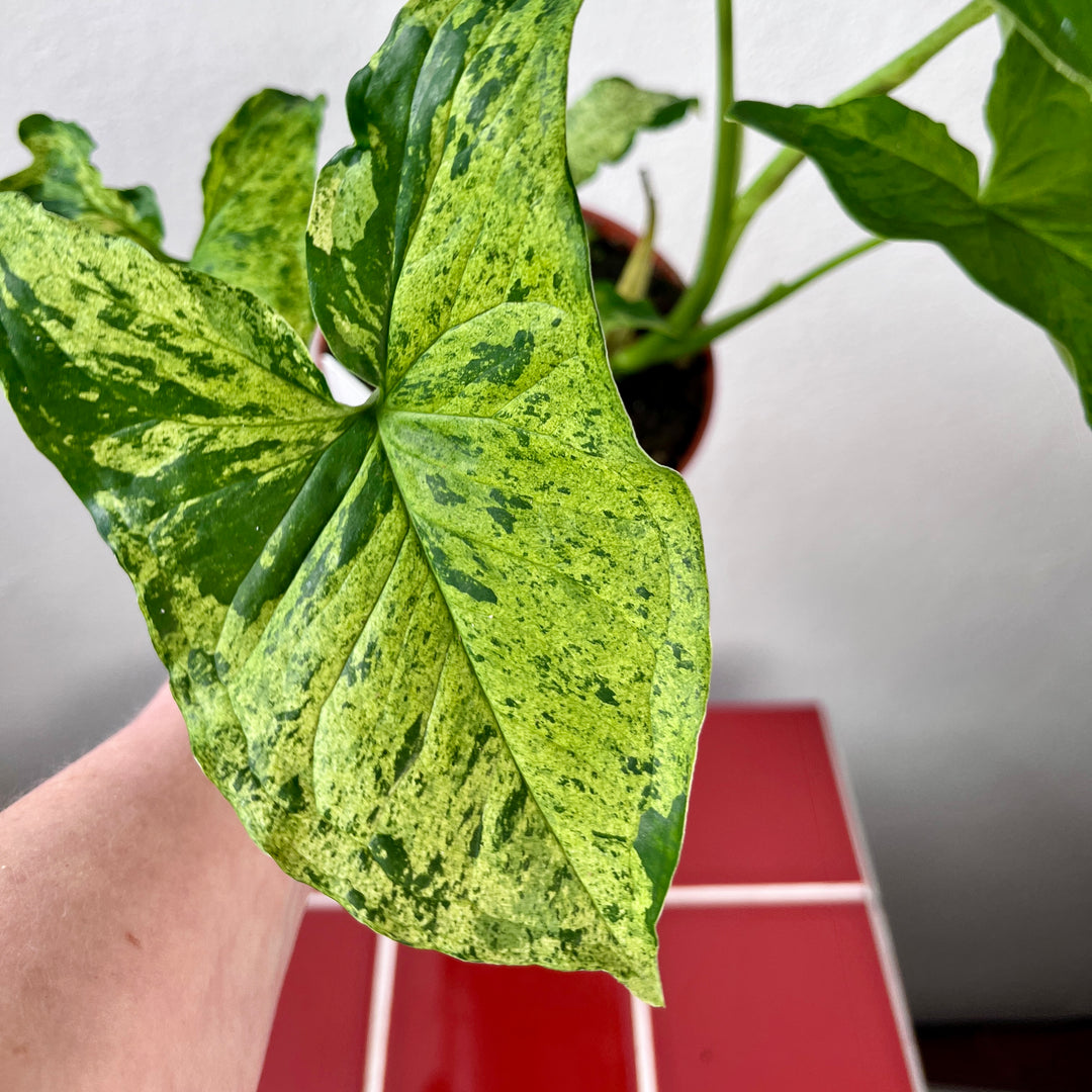 Syngonium Mojito - Syngonium Mottled