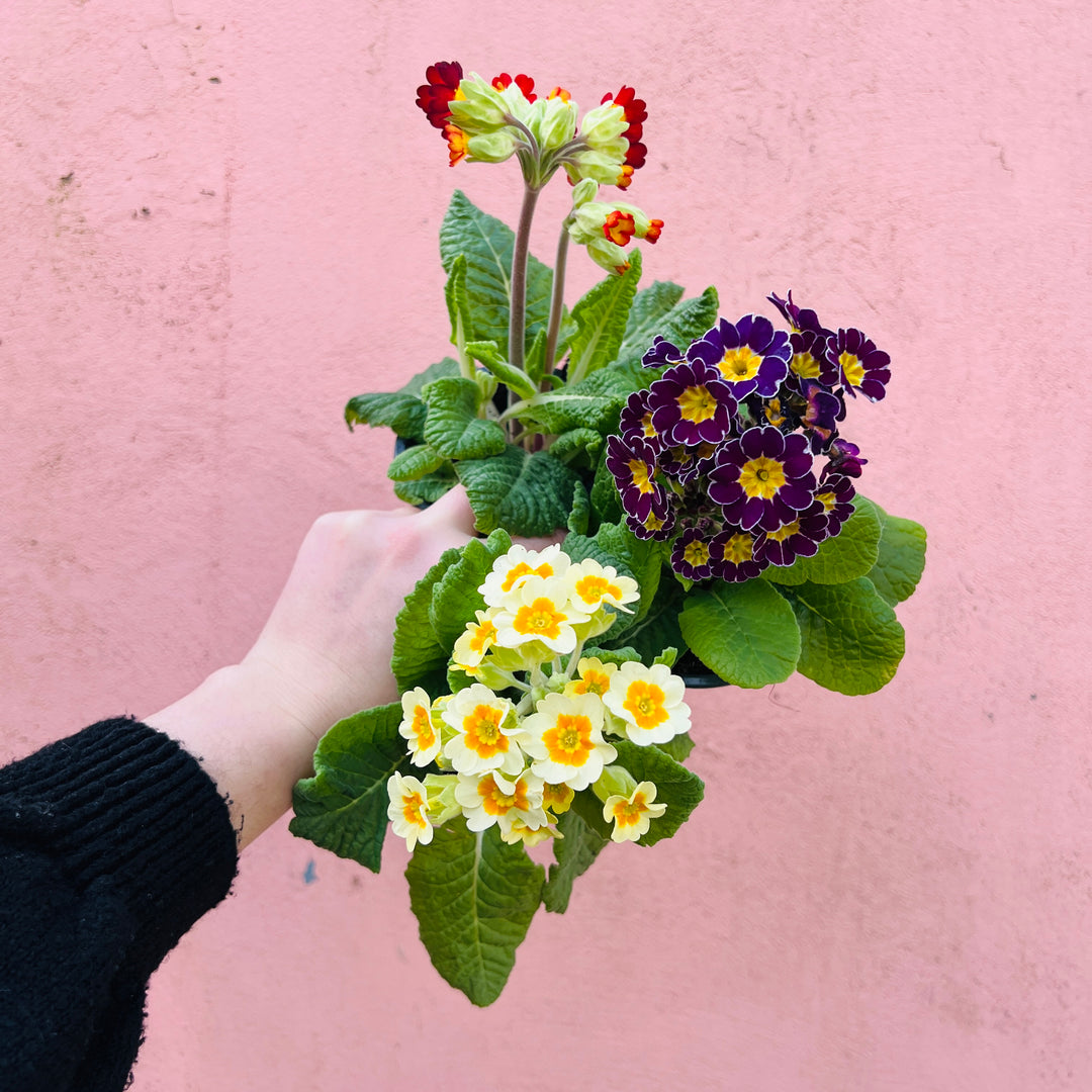 Primula elatior mix – Cowslip Primrose