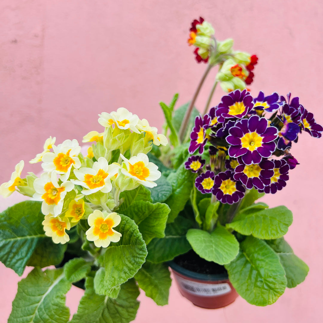 Primula elatior mix – Cowslip Primrose
