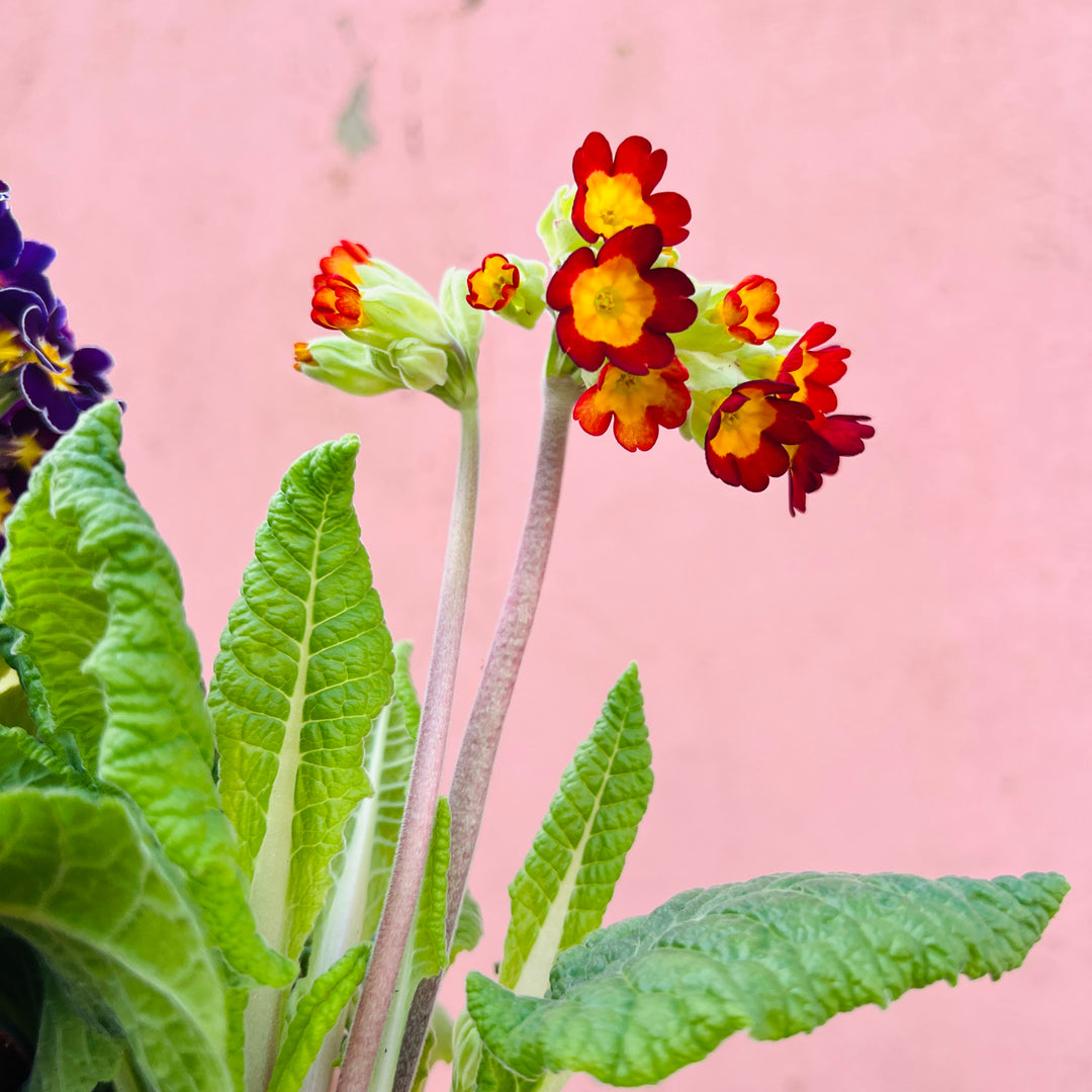 Primula elatior mix – Cowslip Primrose