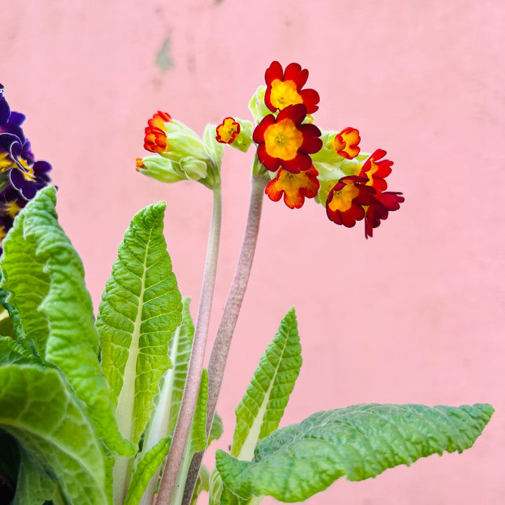 Primula elatior mix – Cowslip Primrose