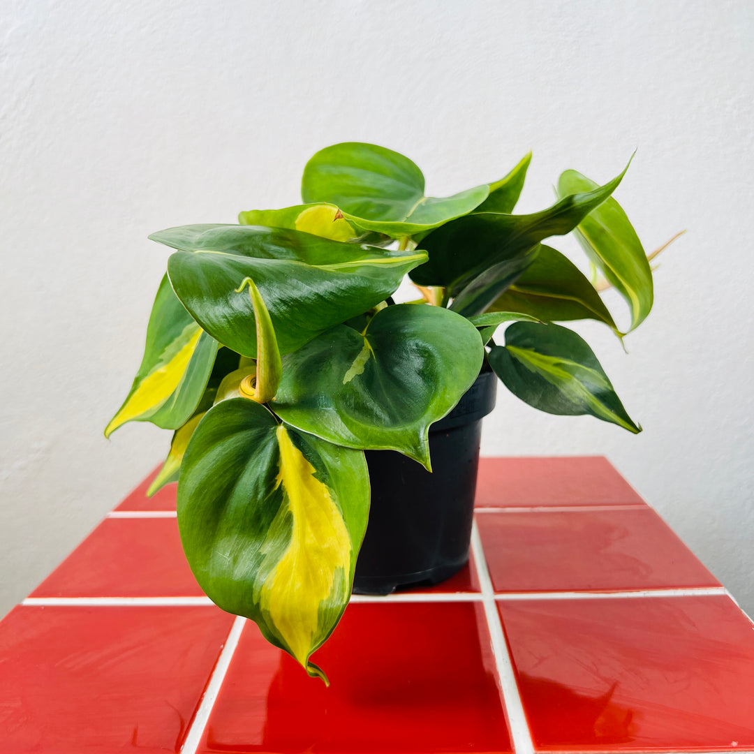 Philodendron Scandens Brasil - Heartleaf Philodendron Brasil