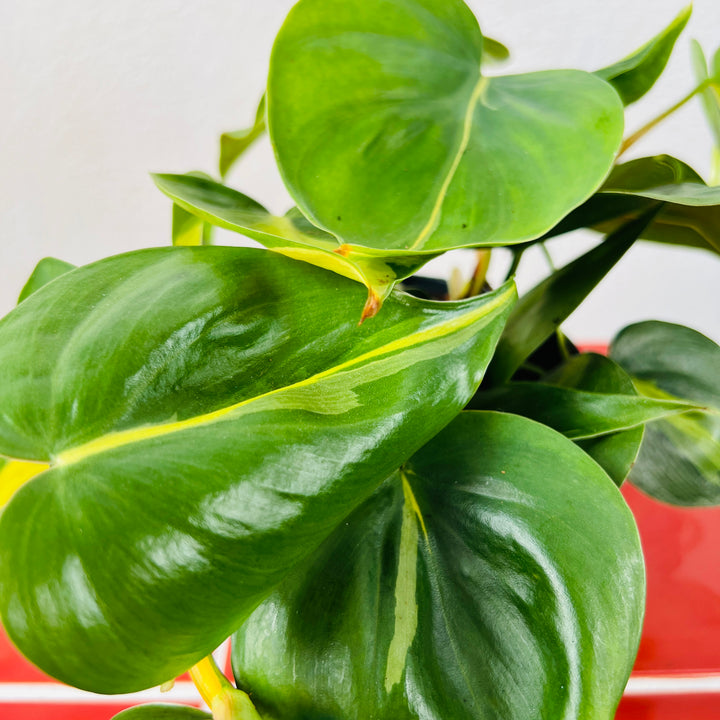 Philodendron Scandens Brasil - Heartleaf Philodendron Brasil