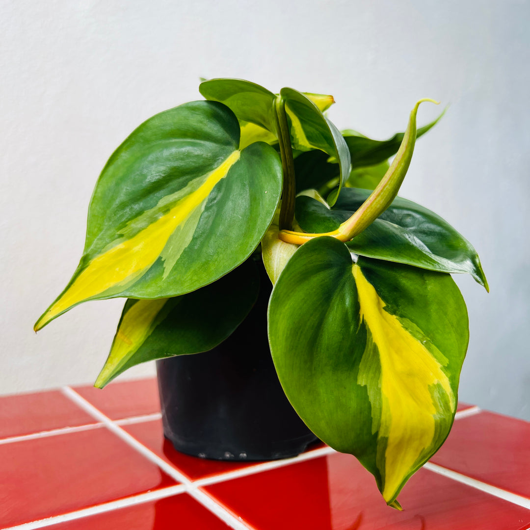 Philodendron Scandens Brasil - Heartleaf Philodendron Brasil