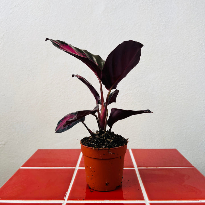 Calathea Roseopicta 'crimson'