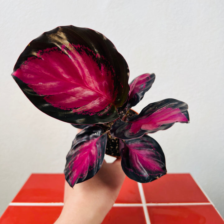 Calathea Roseopicta 'crimson'