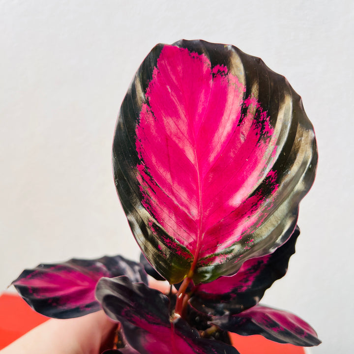 Calathea Roseopicta 'crimson'