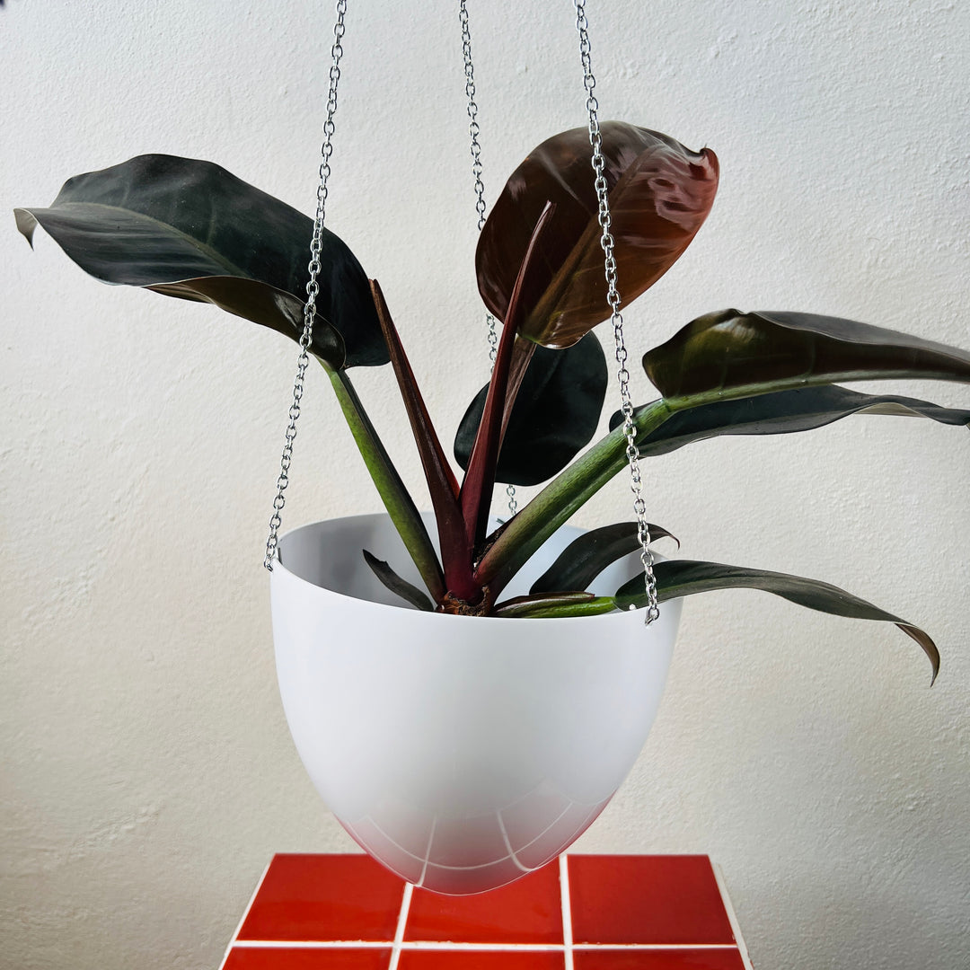 Black or White Hanging Planter with Chain — 18cm