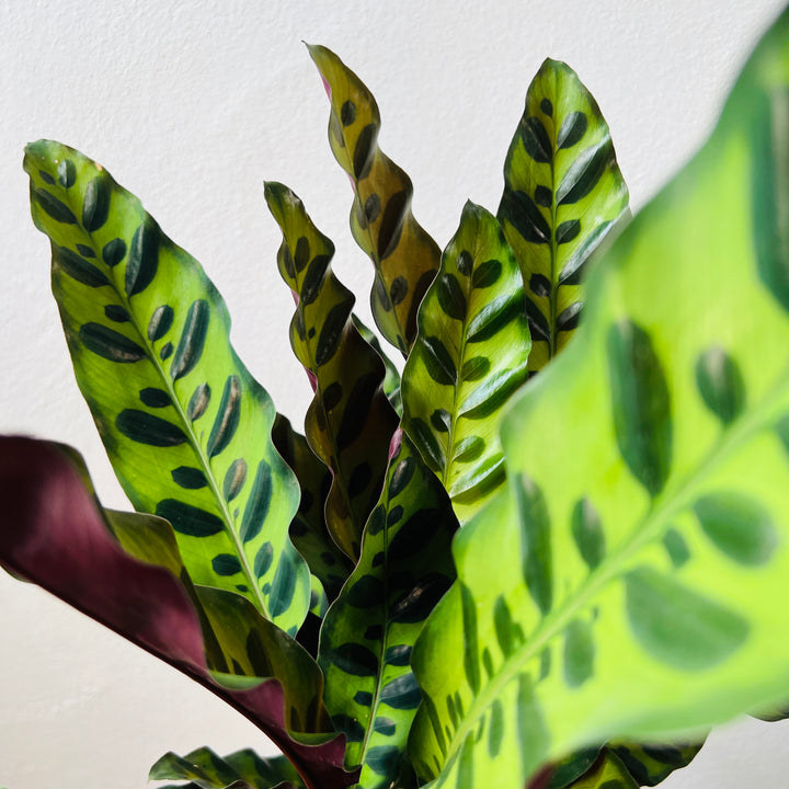 Calathea lancifolia (Insignis) – Rattlesnake Calathea
