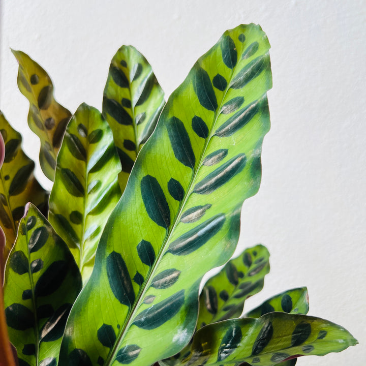 Calathea lancifolia (Insignis) – Rattlesnake Calathea
