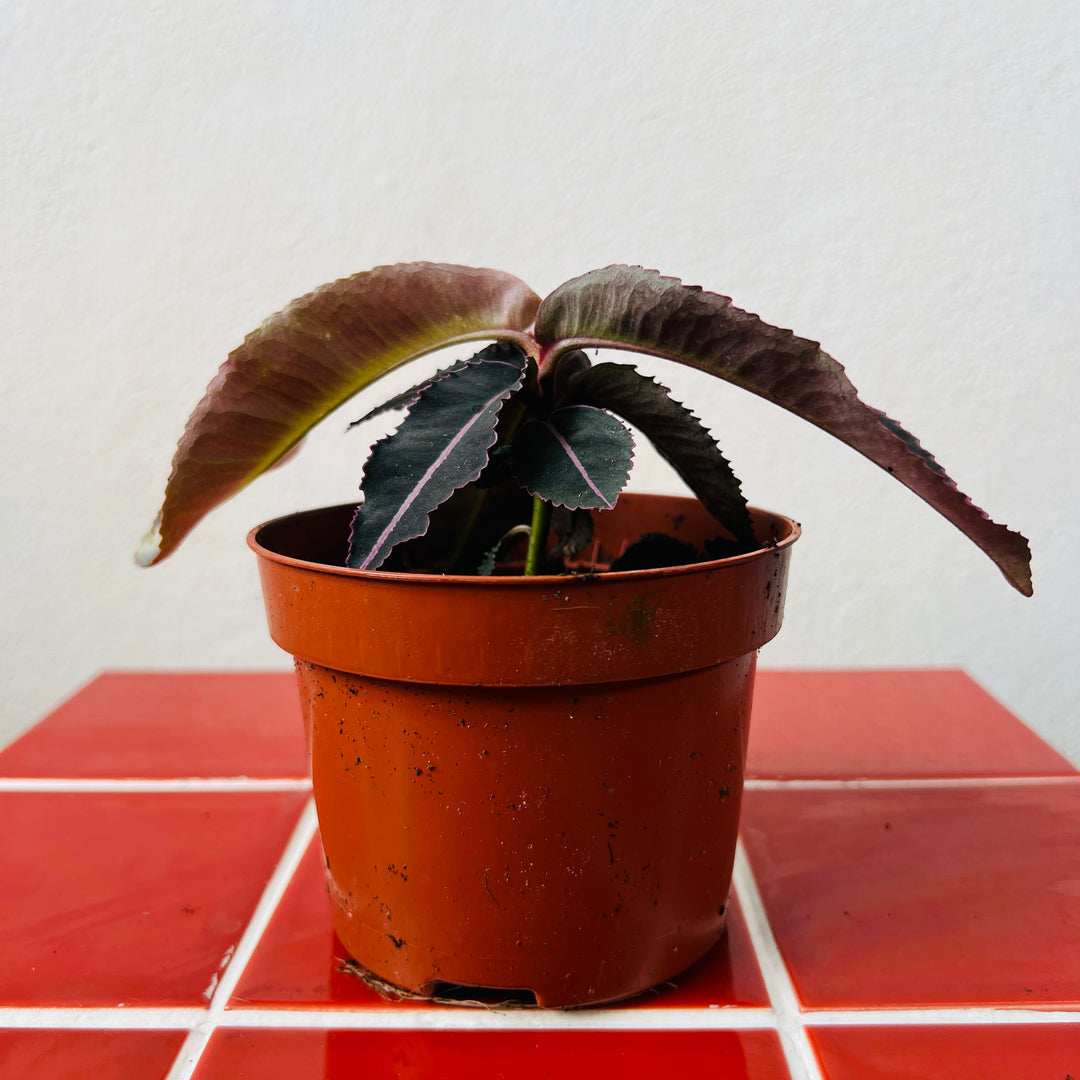 Labisia pumila – Labisia