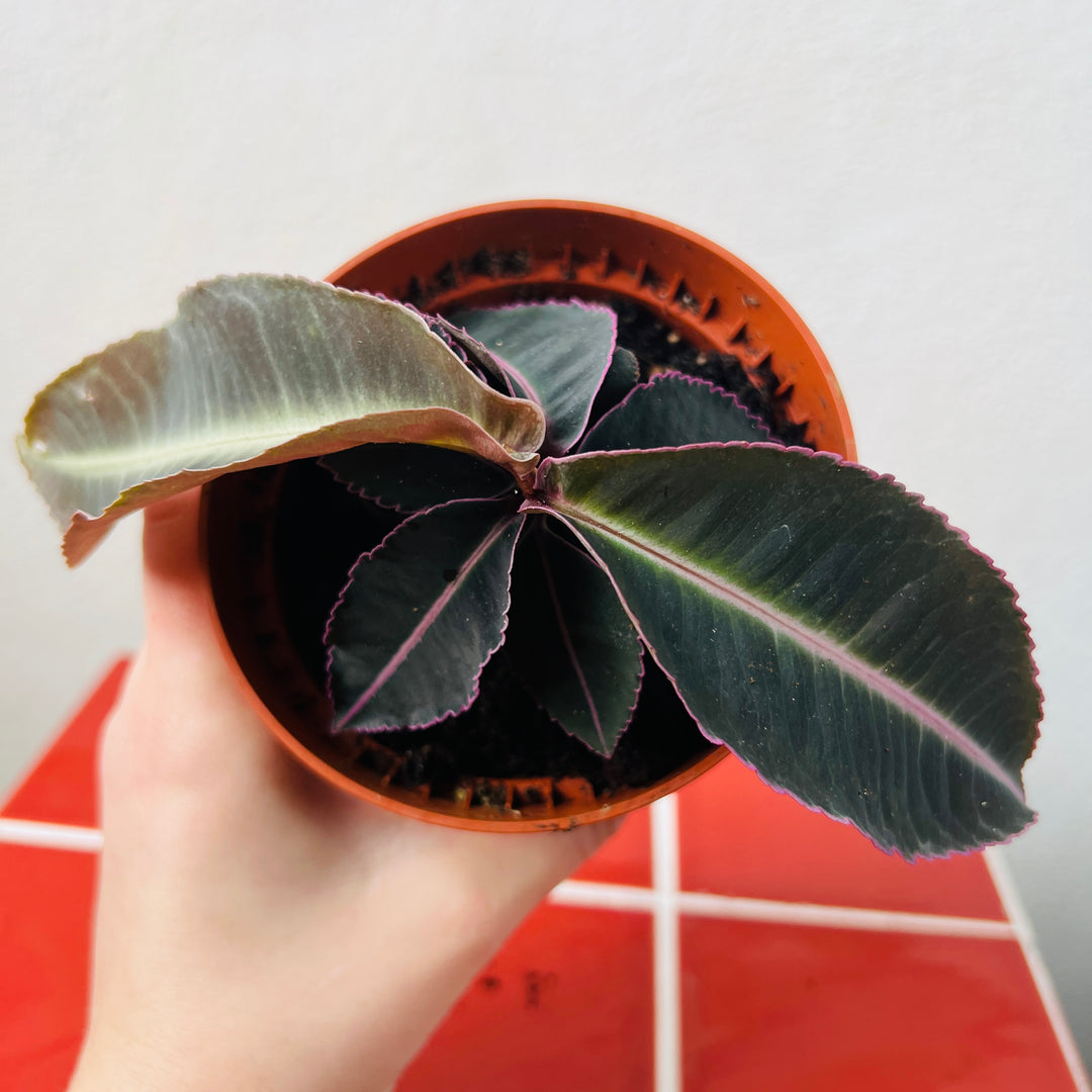 Labisia pumila – Labisia